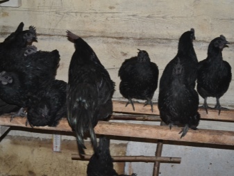 Ayam Uheilyuy penerangan baka, ciri-ciri menjaga dan menjaga ayam, ulasan pemilik