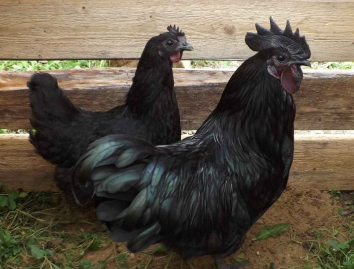 Polli Uheilyuy descrizione della razza, caratteristiche di allevamento e cura dei polli, recensioni dei proprietari