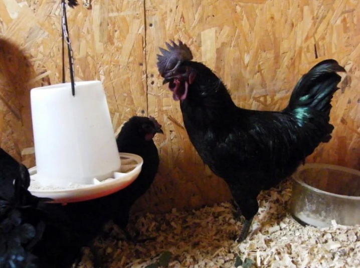 Kyllinger Uheilyuy beskrivelse av rasen, funksjoner for å holde og ta vare på kyllinger, eieranmeldelser