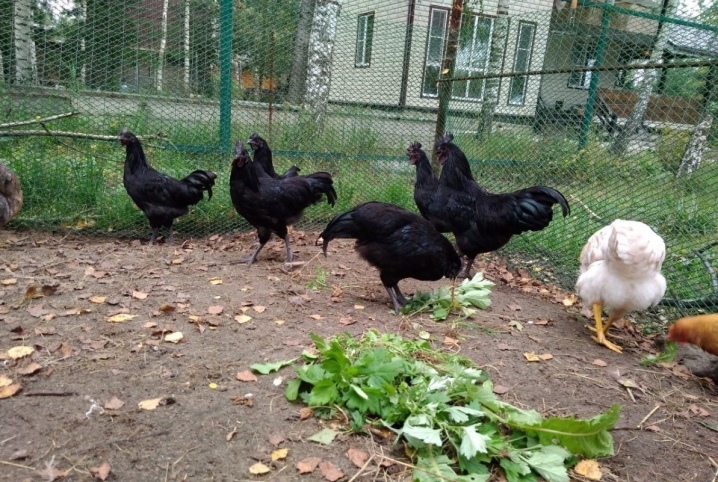 Kippen Uheilyuy beschrijving van het ras, kenmerken van het houden en verzorgen van kippen, beoordelingen van eigenaren
