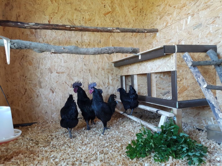 Ayam Uheilyuy penerangan baka, ciri-ciri menjaga dan menjaga ayam, ulasan pemilik