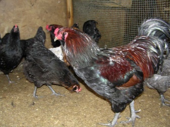 Ameraukana chicken description of the breed, especially the care of chickens, roosters and chickens. How to determine the sex of a chicken? Reviews