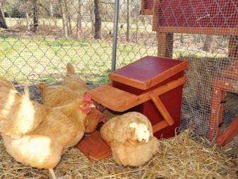 Chicken coops: drawings, construction and arrangement tips