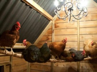 Chicken coops: drawings, construction and arrangement tips