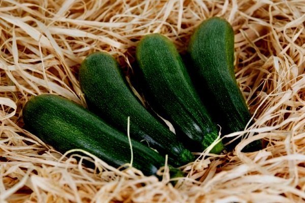 Storing zucchini for the winter