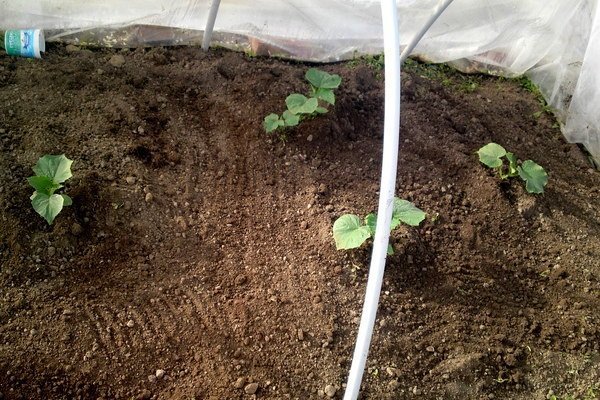 Planting zucchini under a film on arcs