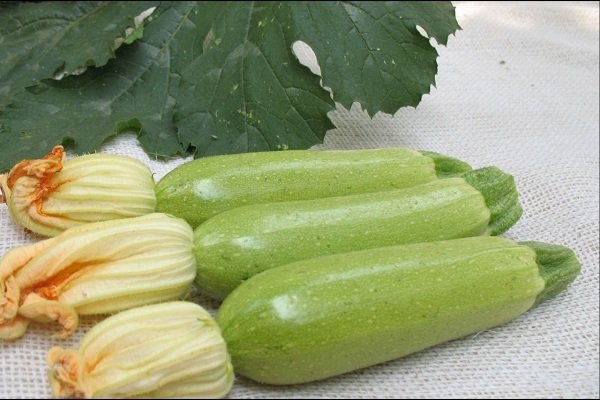 Description and main characteristics of the zucchini Iskander with photos and reviews