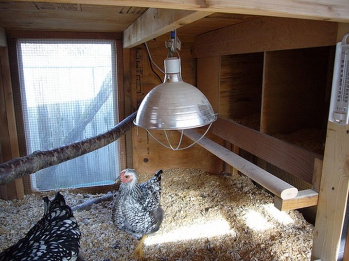 Winter chicken coops: projects and construction process