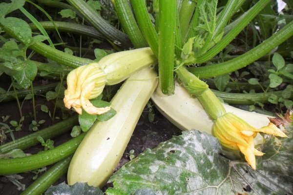 Zucchini Cavili