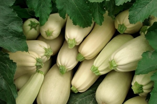 Zucchini varieties White