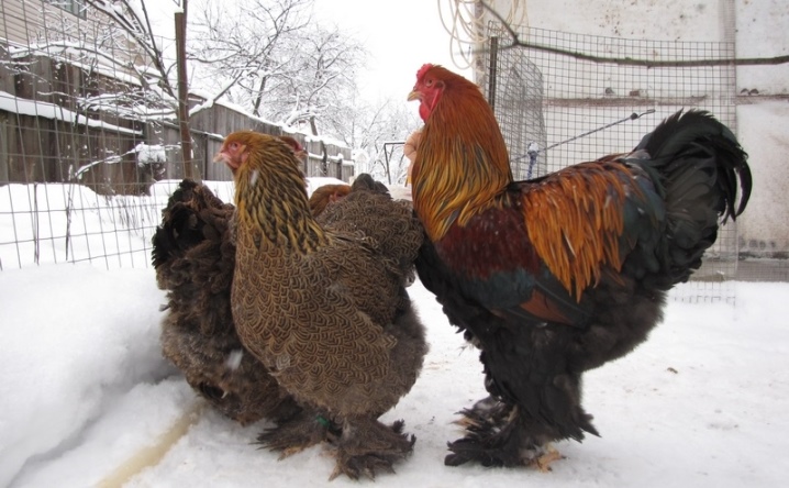 Brama description of the breed. When do they start laying and what is their egg production? Chicken care and feeding, owner reviews
