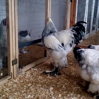 Brama description of the breed. When do they start laying and what is their egg production? Chicken care and feeding, owner reviews