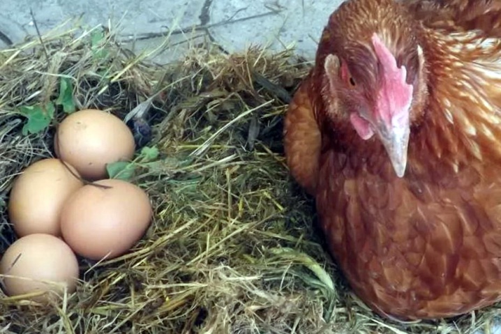 Ayam Rhode Island perihalan baka, ciri pembiakan, penjagaan dan pemakanan.  Penyakit, pencegahan dan rawatannya