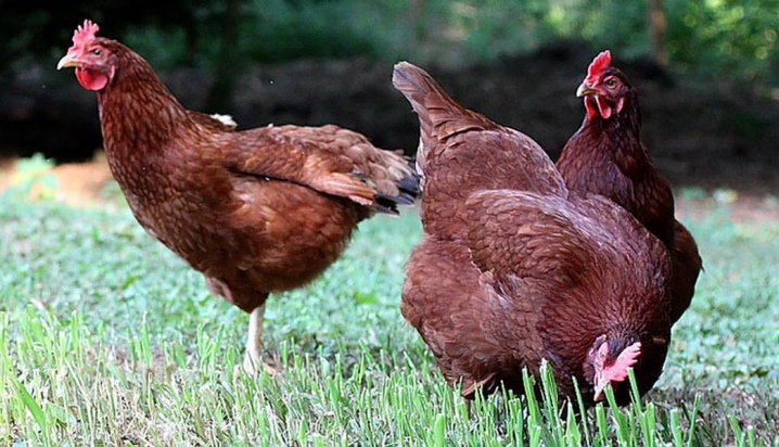 Kyllinger Rhode Island beskrivelse af racen, træk ved reproduktion, pleje og fodring.  Sygdomme, deres forebyggelse og behandling