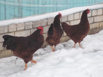 Ayam Rhode Island perihalan baka, ciri pembiakan, penjagaan dan pemakanan.  Penyakit, pencegahan dan rawatannya