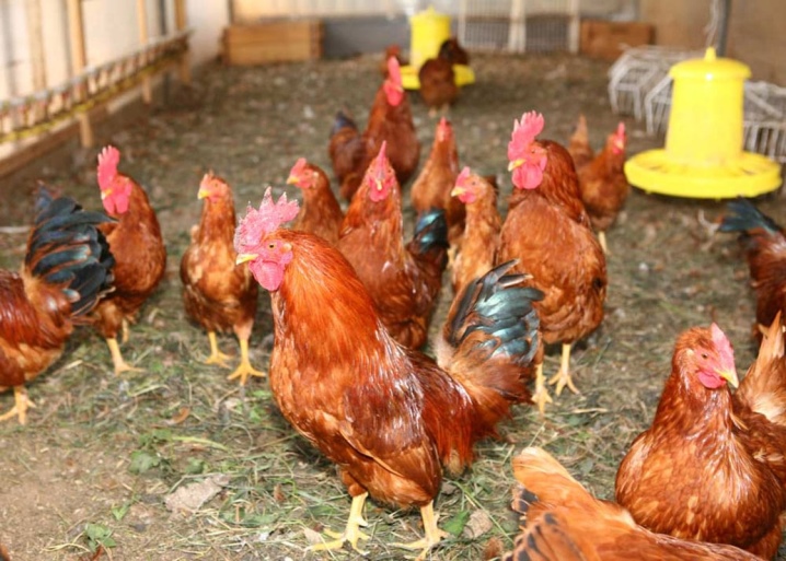 Hühner Rhode Island Beschreibung der Rasse, Merkmale der Fortpflanzung, Pflege und Fütterung.  Krankheiten, ihre Vorbeugung und Behandlung