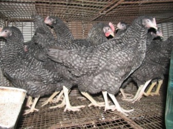 Chickens Amroks description and rearing of chickens, reviews