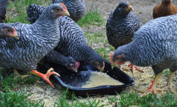 Chickens Amroks description and rearing of chickens, reviews