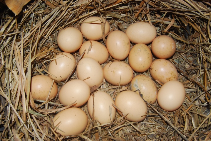 Kokhinhin breed description, egg production and productivity, raising roosters, reviews