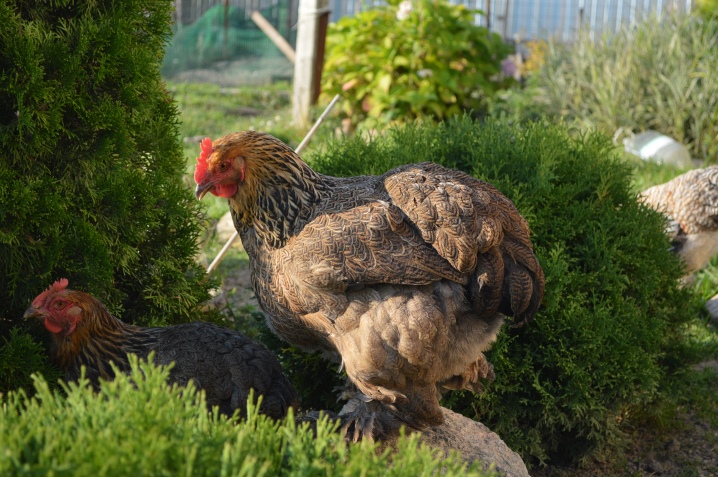 Kokhinhin breed description, egg production and productivity, raising roosters, reviews