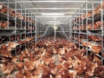 Kuban-7 description and duration of laying hens, history of the UK Kuban-7 breed, reviews