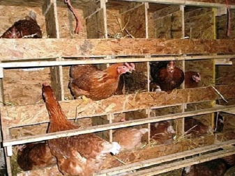 Kuban-7 description and duration of laying hens, history of the UK Kuban-7 breed, reviews