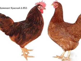 Cross Dominant description of roosters and chickens. When do hens start laying? What species are more suitable for breeding at home? Owner reviews