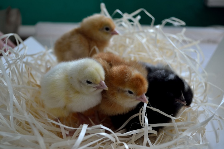 Cross Dominant description of roosters and chickens. When do hens start laying? What species are more suitable for breeding at home? Owner reviews