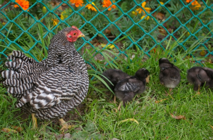 Plymouthrock description of the breed, features of striped and white chickens. How to distinguish a chicken from a rooster?