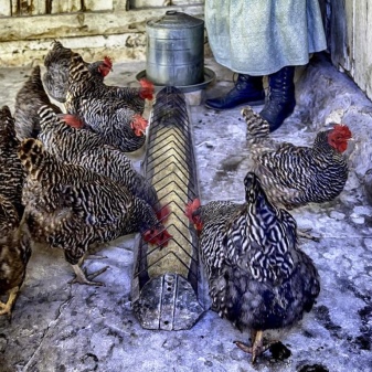 Plymouthrock description of the breed, features of striped and white chickens. How to distinguish a chicken from a rooster?
