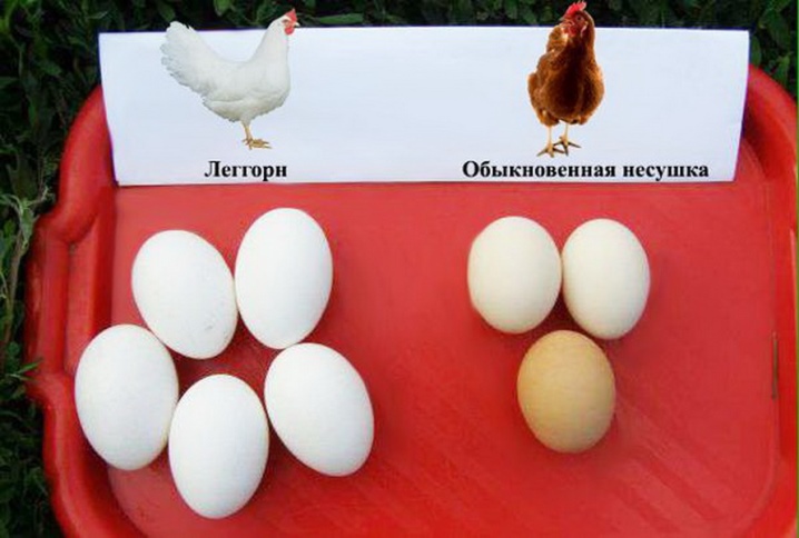 Leghorn description of the breed and its varieties. Striped-pied, cuckoo-partridge and leghorn-dalmatian. Bird egg production, reviews