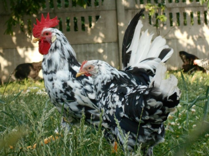 Leghorn description of the breed and its varieties. Striped-pied, cuckoo-partridge and leghorn-dalmatian. Bird egg production, reviews