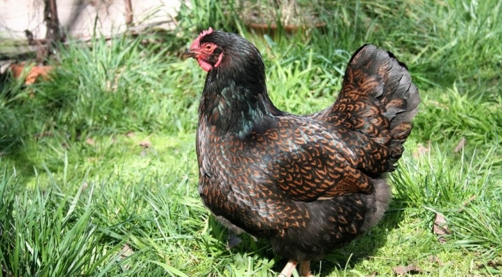 Breeds of chickens for meat and eggs