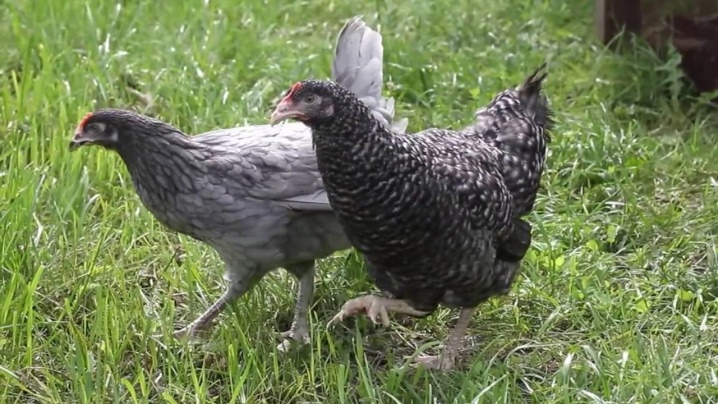 Breeds of chickens for meat and eggs