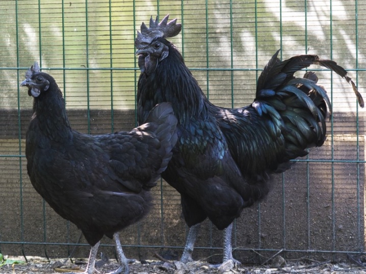 Raser av svarta kycklingar