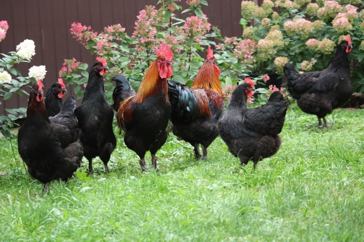 Rassen van zwarte kippen