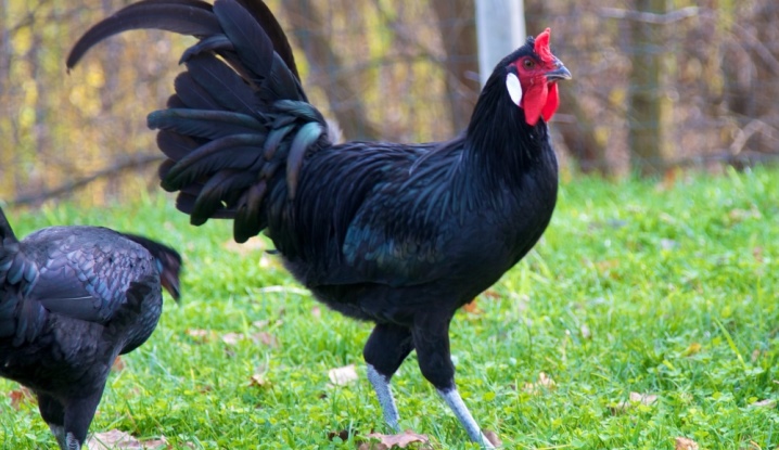 Raser av svarta kycklingar