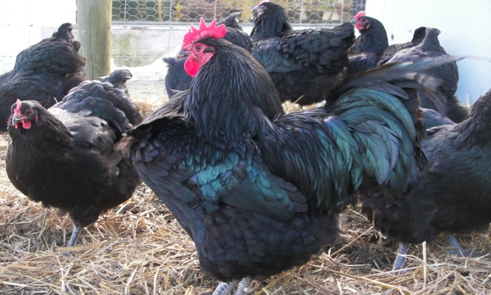 Raças de galinhas pretas
