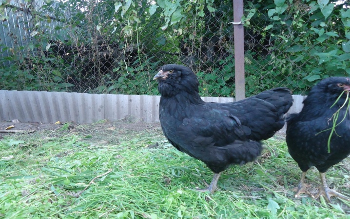 Breeds of black chickens