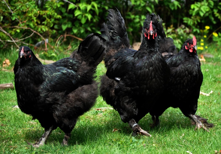 Racer af sorte kyllinger