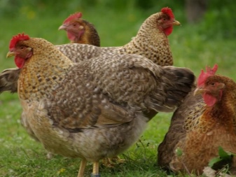 Bielefelder description of birds. How to raise chickens? Reviews