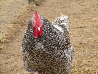 メッヘレンカッコーは鶏の品種です。説明と繁殖の歴史、コンテンツの特徴とレビュー