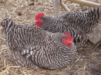 メッヘレンカッコーは鶏の品種です。説明と繁殖の歴史、コンテンツの特徴とレビュー