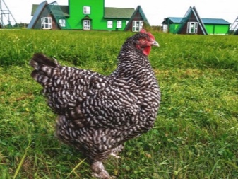 The Mechelen cuckoo is a breed of chickens description and breeding history, content features and reviews