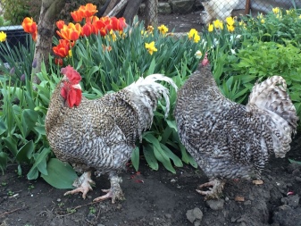 Mechelengöken är en kycklingras beskrivning och avelshistoria, innehållsfunktioner och recensioner