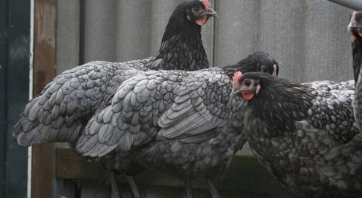 Australorp chicken description of the black-and-white variety, content of chickens, reviews