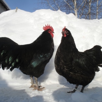 Australorp chicken description of the black-and-white variety, content of chickens, reviews