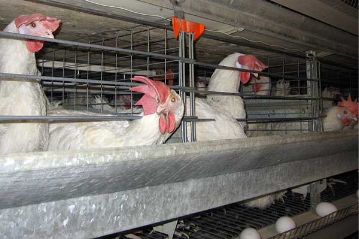 Tout sur les poulets haute sécurité