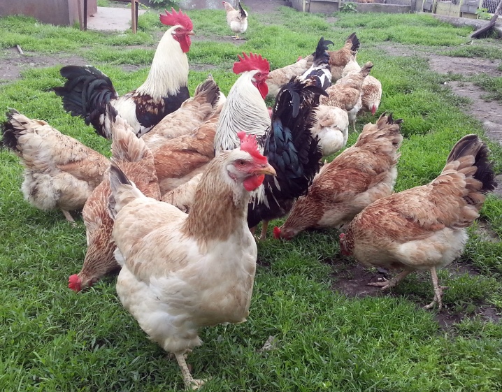 Zagorsk salmon chickens description of the breed, features of reproduction and maintenance of broilers, their diseases and prevention, reviews