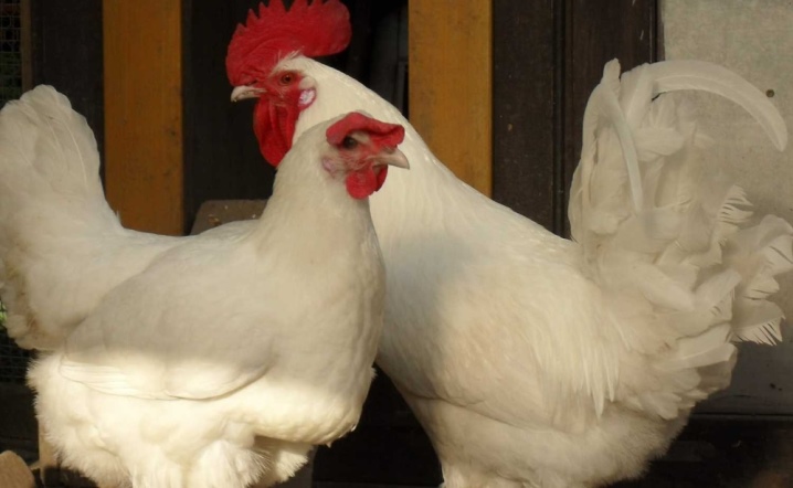 Bress-Gali, description and rearing of chickens, reviews